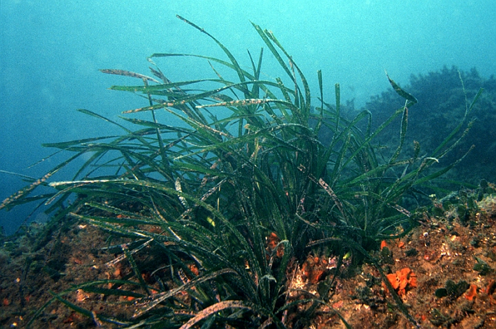 08 Posidonia.jpg - Le foglie, lunghe fino a 140cm, eserccitano un'azione frenante del moto ondoso...
